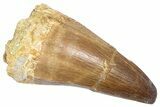 Fossil Prognathodontid Mosasaur Tooth - Morocco #364135-1